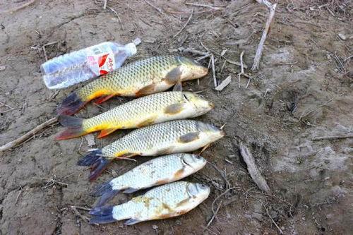 鲫瓜老师讲话顿口